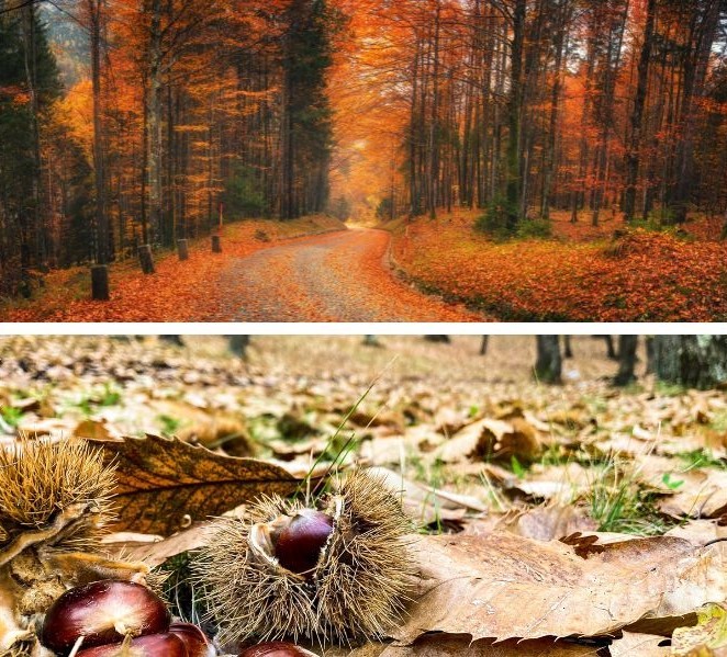 Foto doppia con paesaggi autunnali